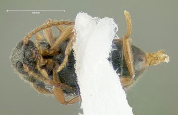 Media type: image;   Entomology 613379 Aspect: habitus ventral view